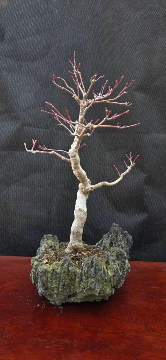 山紅葉石付き 推定樹齢30年 高さ約40cm 幅約25cm 山紅葉石付き 推定樹齢30年 高さ約40cm 幅約25cm